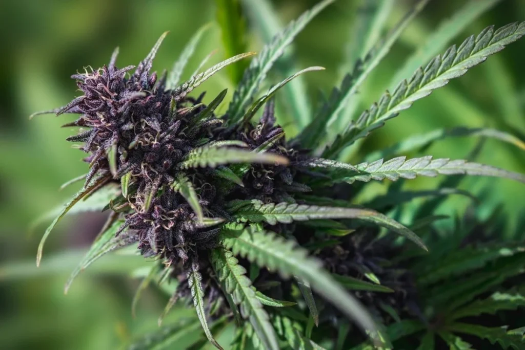 Support Evening Relaxation With THCA Flower Complementing Calming Wellness Habits